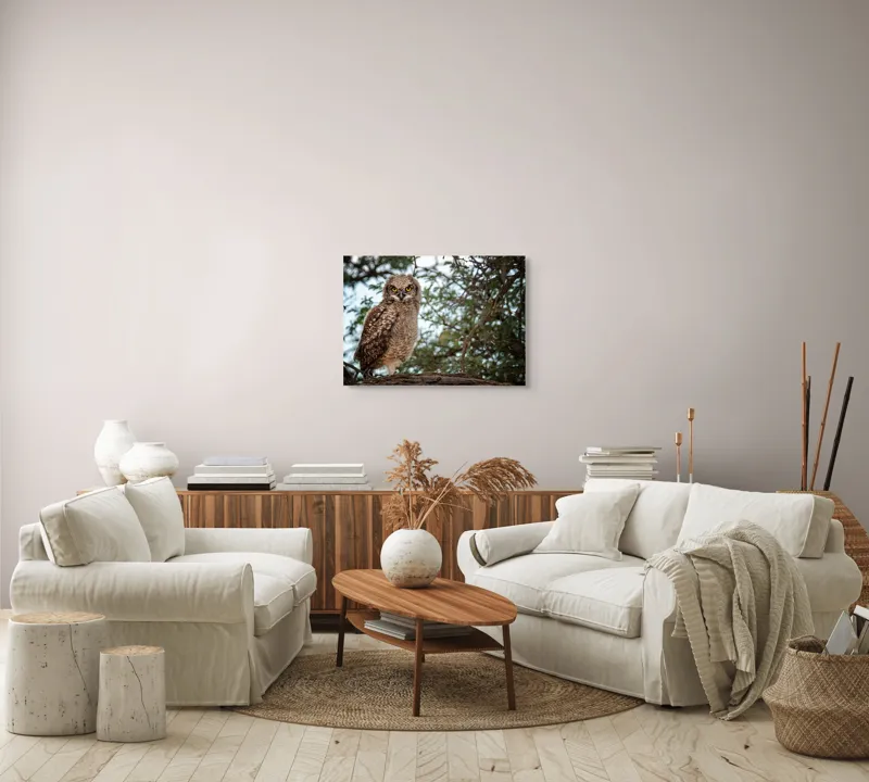 Tablou Canvas, "Pui de bufniță în copac verde", Bufniță, Ramură, Pene, Privire, Natură, Arbori, Ochi, Mister, Timp, Frunziș, 70 x 50 cm – poza 6