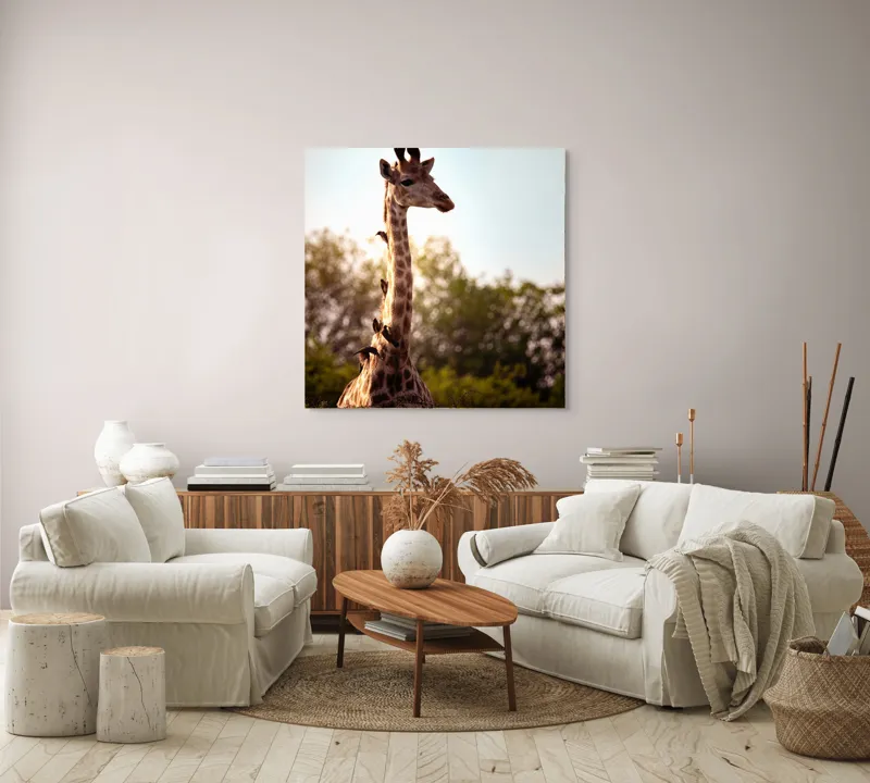 Tablou Canvas, "Girafa între crengi și lumină blândă", Giraffe, Nature, Sunlight, Trees, Wildlife, Birds, 100 x 100 cm – poza 3