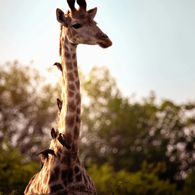 Tablou Canvas, "Girafa între crengi și lumină blândă", Giraffe, Nature, Sunlight, Trees, Wildlife, Birds, 100 x 100 cm – poza 2