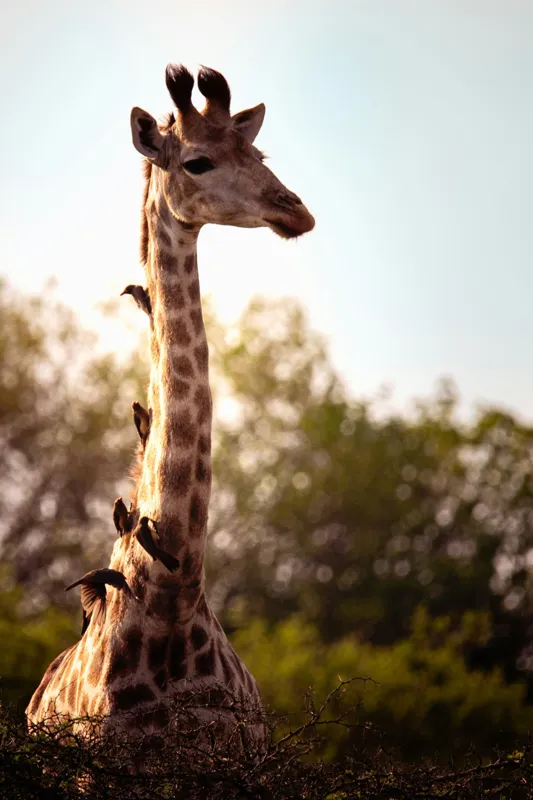 Tablou Canvas, "Girafa între crengi și lumină blândă", Giraffe, Nature, Sunlight, Trees, Wildlife, Birds, 100 x 150 cm – poza 2