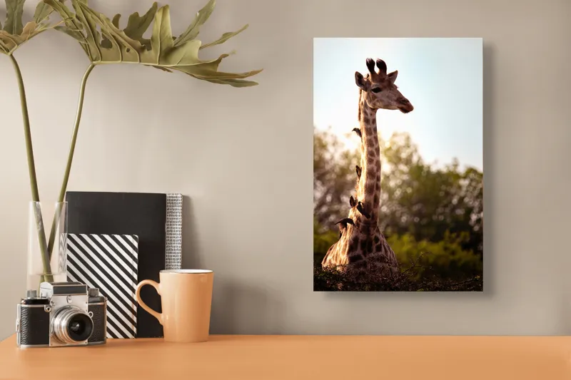 Tablou Canvas, "Girafa între crengi și lumină blândă", Giraffe, Nature, Sunlight, Trees, Wildlife, Birds, 26 x 39 cm – poza 3