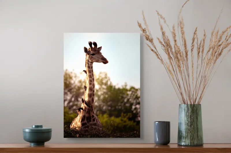 Tablou Canvas, "Girafa între crengi și lumină blândă", Giraffe, Nature, Sunlight, Trees, Wildlife, Birds, 39 x 54 cm – poza 3