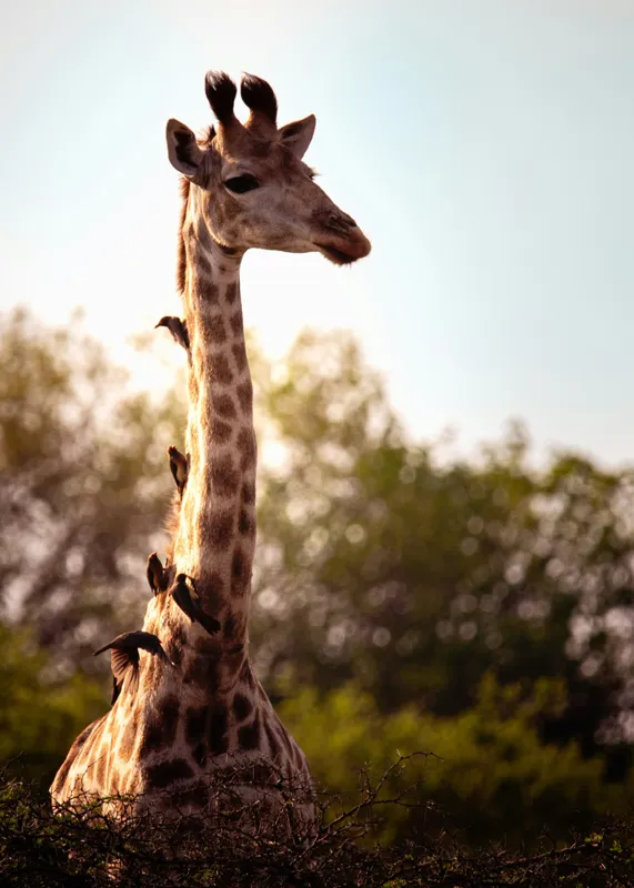 Tablou Canvas, "Girafa între crengi și lumină blândă", Giraffe, Nature, Sunlight, Trees, Wildlife, Birds, 50 x 70 cm – poza 2
