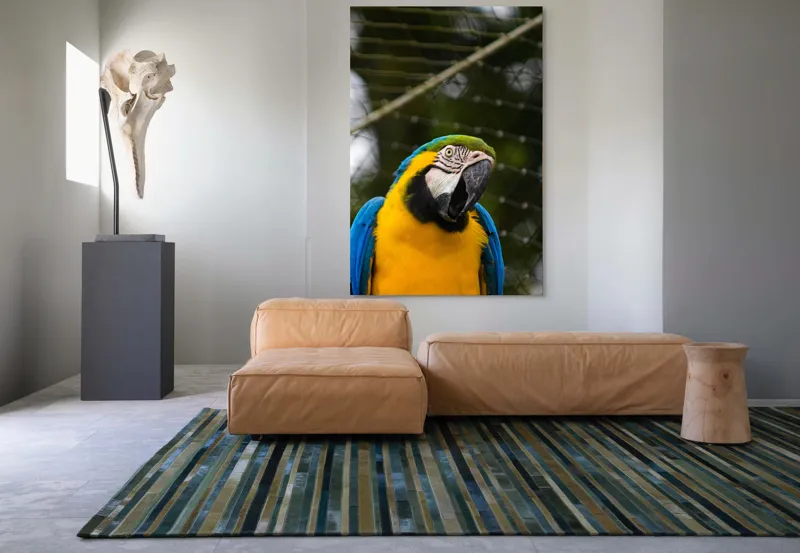 Tablou Canvas, "Papagalul curcubeu în libertate zburdalnică", Pasăre, Colorată, Papagal, Ara, Plasă, Fundal, Verde, Albastru, Galben, Privire, Pene, 100 x 150 cm – poza 7