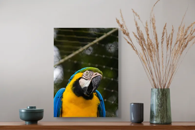 Tablou Canvas, "Papagalul curcubeu în libertate zburdalnică", Pasăre, Colorată, Papagal, Ara, Plasă, Fundal, Verde, Albastru, Galben, Privire, Pene, 39 x 54 cm – poza 3