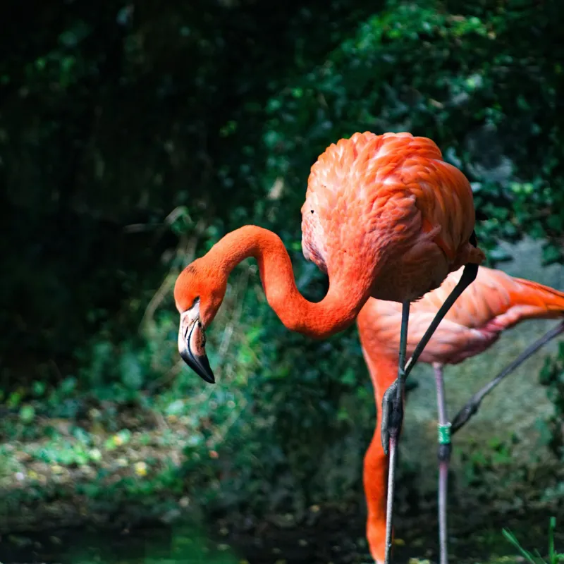 Tablou Canvas, "Flamingo în lumina dimineții răcoroase", Flamingo, Eleganță, Frumusețe, Natură, Roz, Verdeață, Grație, Reflecție, 100 x 100 cm – poza 2