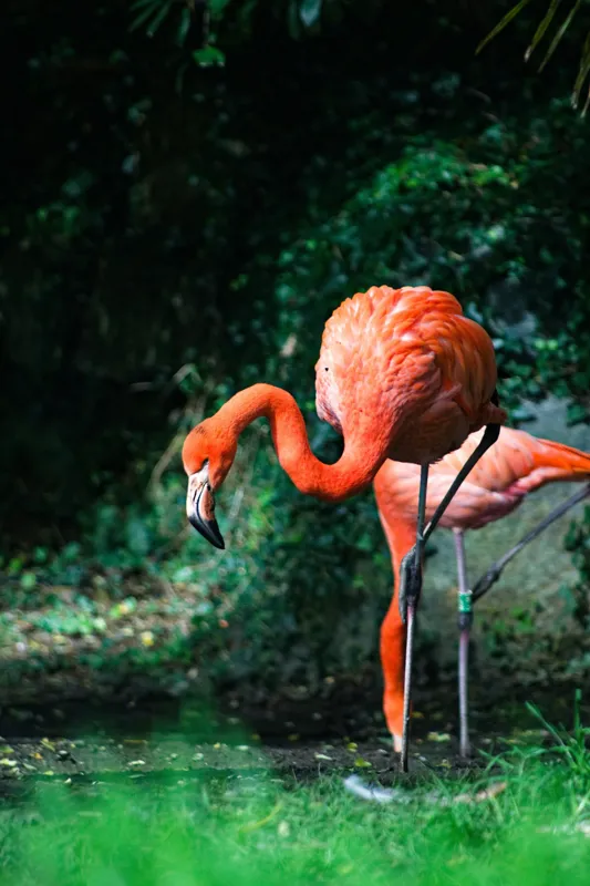Tablou Canvas, "Flamingo în lumina dimineții răcoroase", Flamingo, Eleganță, Frumusețe, Natură, Roz, Verdeață, Grație, Reflecție, 100 x 150 cm – poza 2