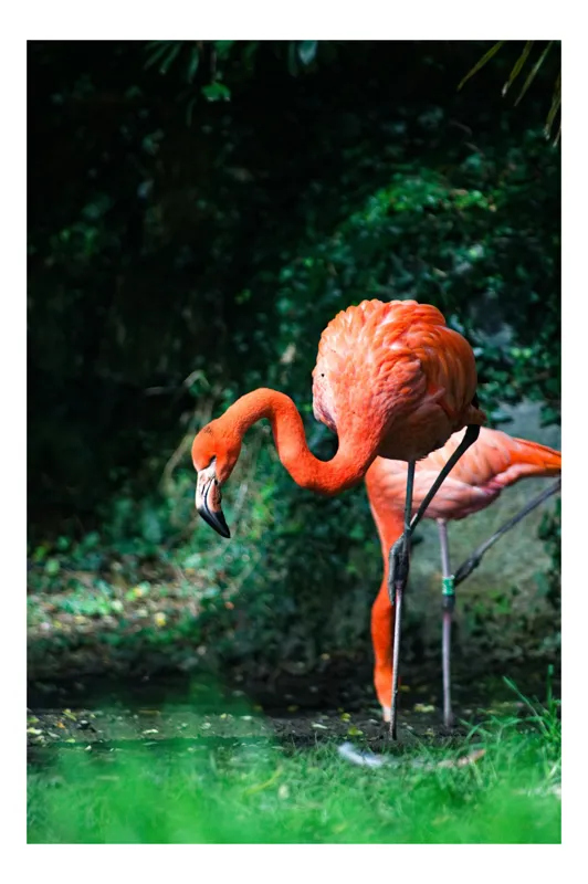 Tablou Canvas, "Flamingo în lumina dimineții răcoroase", Flamingo, Eleganță, Frumusețe, Natură, Roz, Verdeață, Grație, Reflecție, 26 x 39 cm