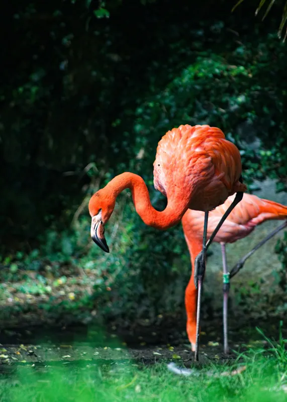 Tablou Canvas, "Flamingo în lumina dimineții răcoroase", Flamingo, Eleganță, Frumusețe, Natură, Roz, Verdeață, Grație, Reflecție, 50 x 70 cm – poza 2
