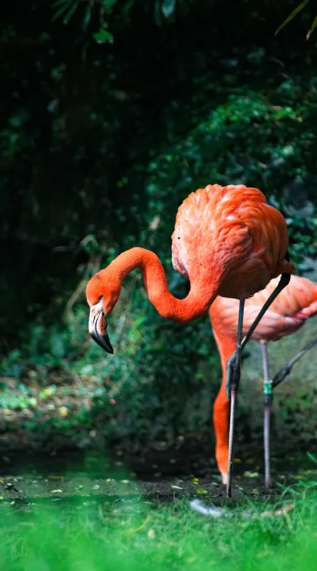Tablou Canvas, "Flamingo în lumina dimineții răcoroase", Flamingo, Eleganță, Frumusețe, Natură, Roz, Verdeață, Grație, Reflecție, 50 x 90 cm – poza 2