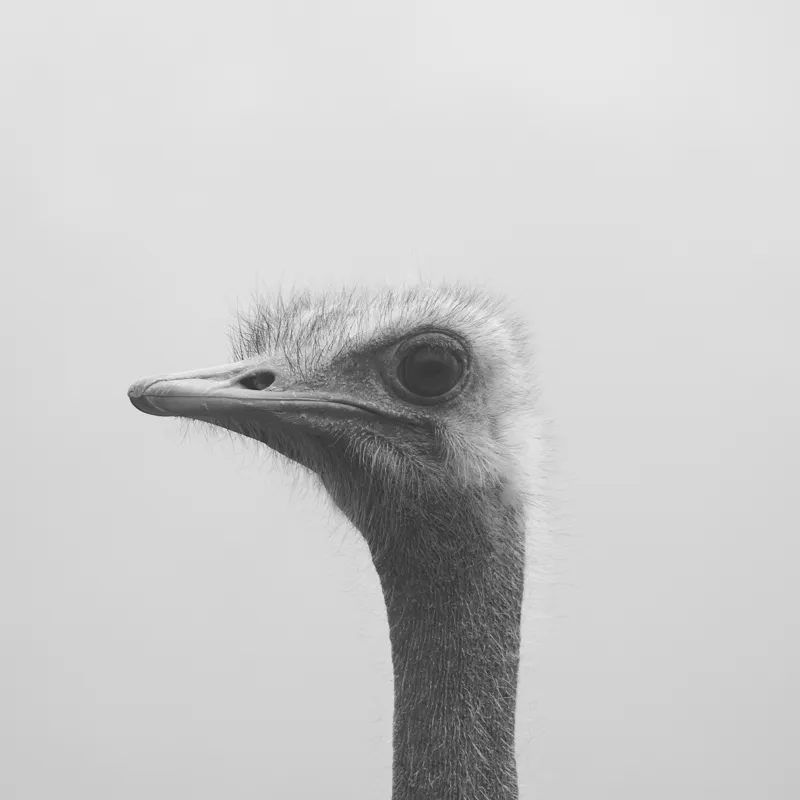 Tablou Canvas, "Privirea enigmatică a struțului curios", Pasăre, Struț, Monocrom, Profil, Blană, Privire, Cer, Contrast., 100 x 100 cm – poza 2