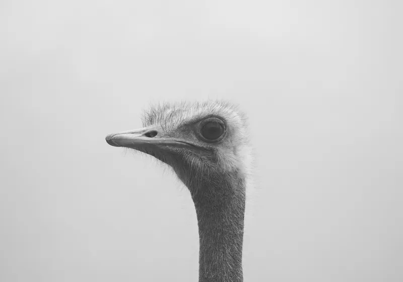 Tablou Canvas, "Privirea enigmatică a struțului curios", Pasăre, Struț, Monocrom, Profil, Blană, Privire, Cer, Contrast., 100 x 70 cm – poza 2