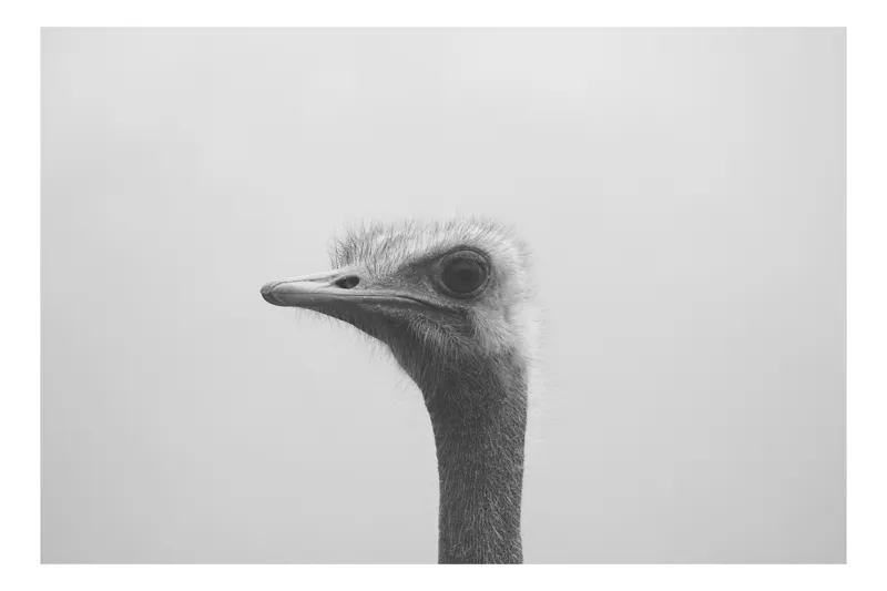 Tablou Canvas, "Privirea enigmatică a struțului curios", Pasăre, Struț, Monocrom, Profil, Blană, Privire, Cer, Contrast., 39 x 26 cm