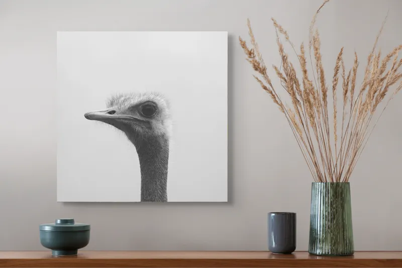 Tablou Canvas, "Privirea enigmatică a struțului curios", Pasăre, Struț, Monocrom, Profil, Blană, Privire, Cer, Contrast., 50 x 50 cm – poza 4