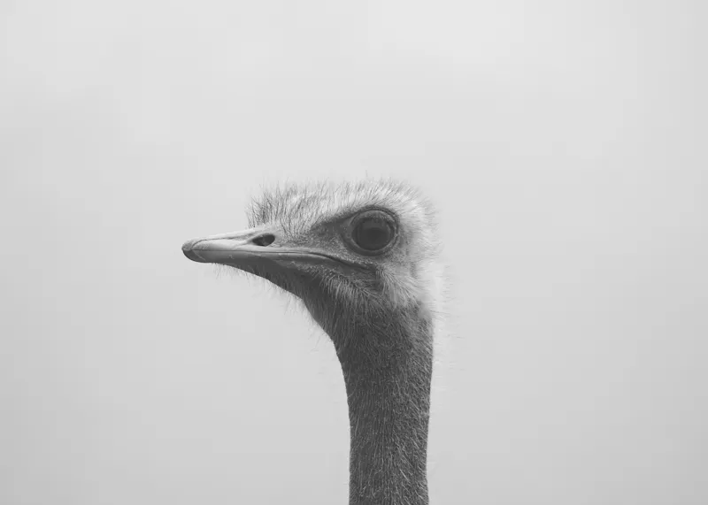 Tablou Canvas, "Privirea enigmatică a struțului curios", Pasăre, Struț, Monocrom, Profil, Blană, Privire, Cer, Contrast., 70 x 50 cm – poza 2