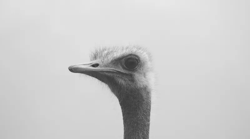 Tablou Canvas, "Privirea enigmatică a struțului curios", Pasăre, Struț, Monocrom, Profil, Blană, Privire, Cer, Contrast., 90 x 50 cm – poza 2