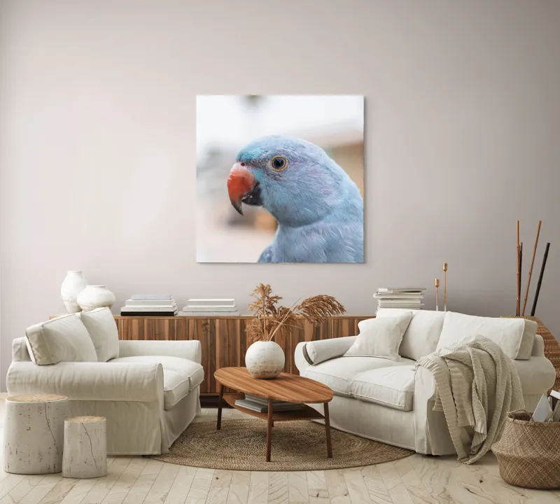 Tablou Canvas, "Papagalul albastru în lumina dimineții", Pasăre, Albastră, Cioc, Ochi, Penaj, Zâmbitoare, Aproape, Colorată, 100 x 100 cm – poza 3
