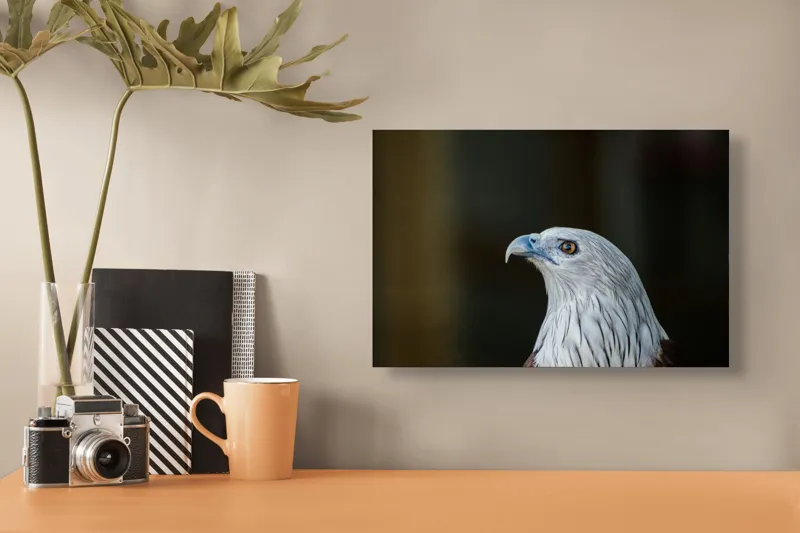 Tablou Canvas, "Vulturul privirii îndrăznețe în zare", Vultur, Majestic, Privire, Penaj, Contrast, Natura, Elegant, Fascinant, Contur, Imponător, 39 x 26 cm – poza 3