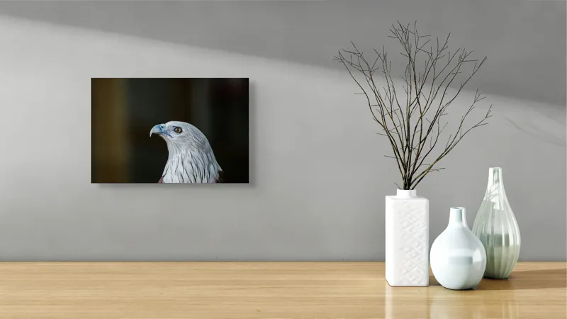 Tablou Canvas, "Vulturul privirii îndrăznețe în zare", Vultur, Majestic, Privire, Penaj, Contrast, Natura, Elegant, Fascinant, Contur, Imponător, 39 x 26 cm – poza 8