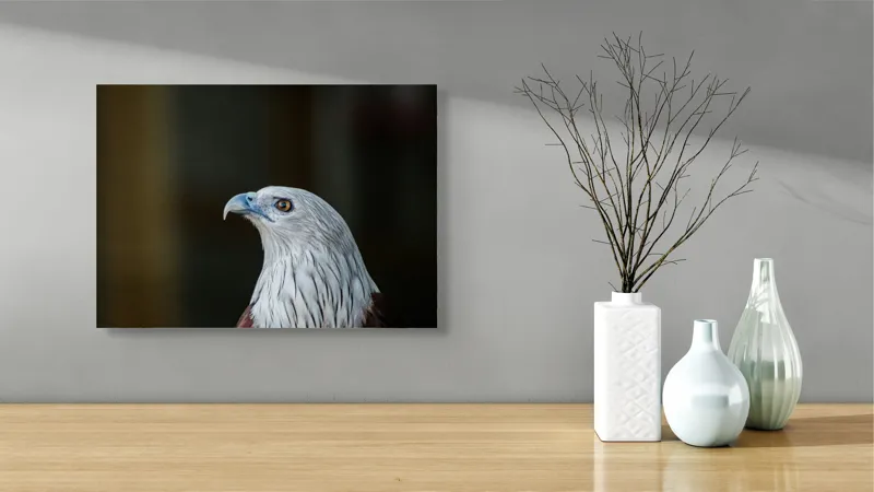 Tablou Canvas, "Vulturul privirii îndrăznețe în zare", Vultur, Majestic, Privire, Penaj, Contrast, Natura, Elegant, Fascinant, Contur, Imponător, 54 x 39 cm – poza 3