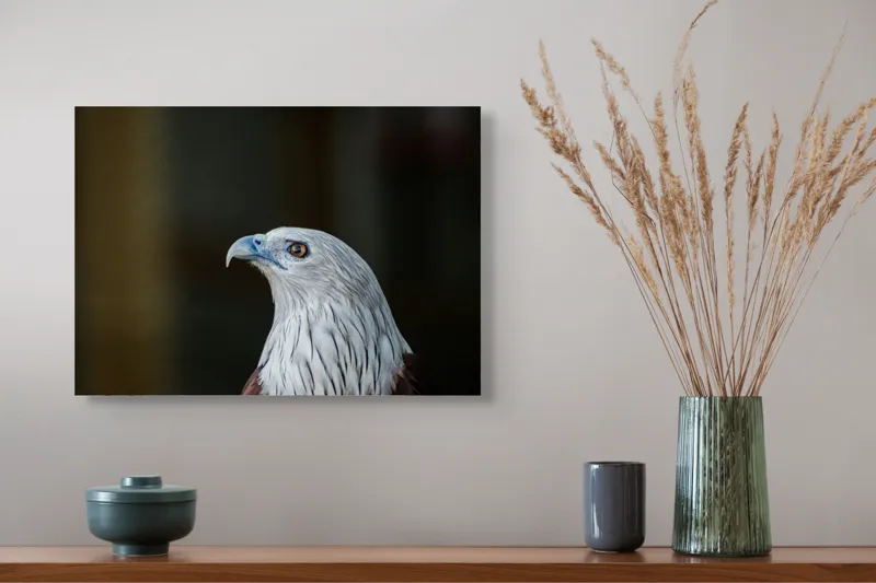 Tablou Canvas, "Vulturul privirii îndrăznețe în zare", Vultur, Majestic, Privire, Penaj, Contrast, Natura, Elegant, Fascinant, Contur, Imponător, 54 x 39 cm – poza 4