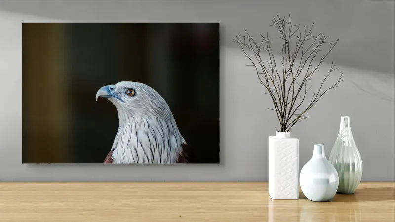 Tablou Canvas, "Vulturul privirii îndrăznețe în zare", Vultur, Majestic, Privire, Penaj, Contrast, Natura, Elegant, Fascinant, Contur, Imponător, 70 x 50 cm – poza 3