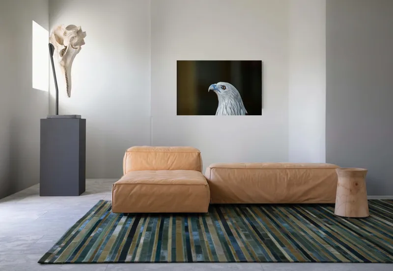 Tablou Canvas, "Vulturul privirii îndrăznețe în zare", Vultur, Majestic, Privire, Penaj, Contrast, Natura, Elegant, Fascinant, Contur, Imponător, 90 x 50 cm – poza 8
