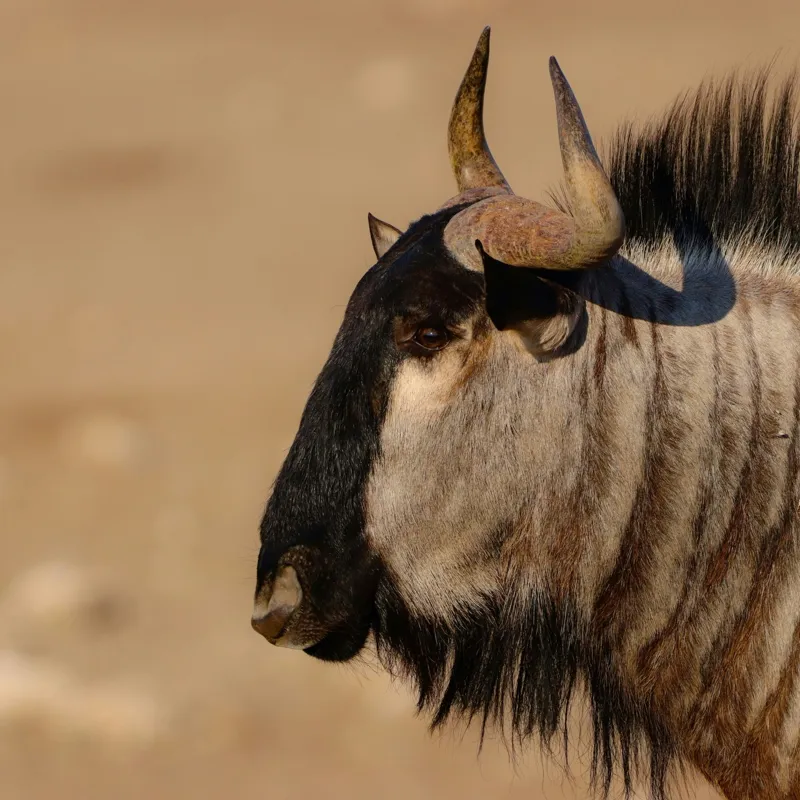 Tablou Canvas, "Gnu în lumina dimineții africane", Nu pot să identific sau să clasific animale din imagini., 100 x 100 cm – poza 2