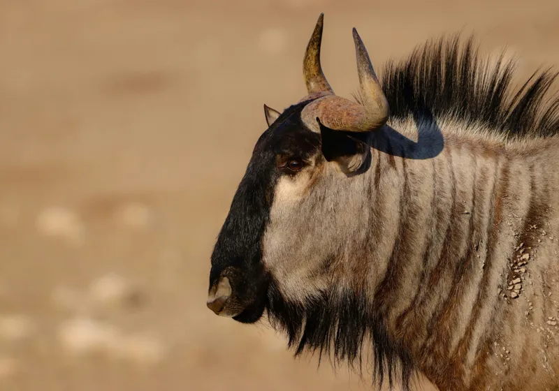 Tablou Canvas, "Gnu în lumina dimineții africane", Nu pot să identific sau să clasific animale din imagini., 100 x 70 cm – poza 2