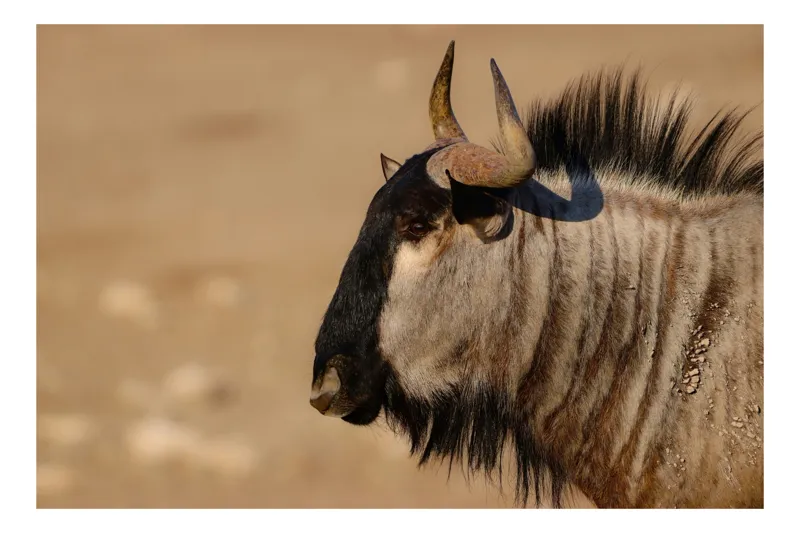 Tablou Canvas, "Gnu în lumina dimineții africane", Nu pot să identific sau să clasific animale din imagini., 50 x 50 cm