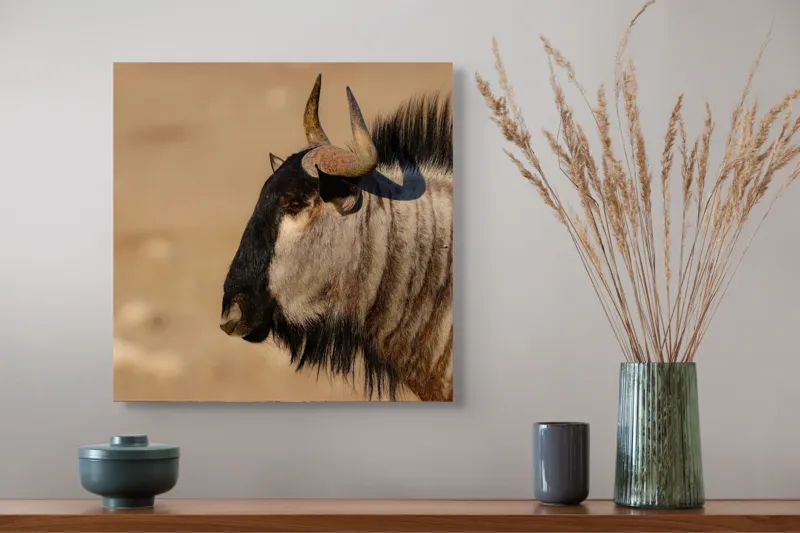 Tablou Canvas, "Gnu în lumina dimineții africane", 50 x 50 cm – poza 4