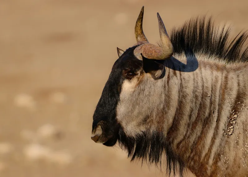 Tablou Canvas, "Gnu în lumina dimineții africane", Nu pot să identific sau să clasific animale din imagini., 70 x 50 cm – poza 2