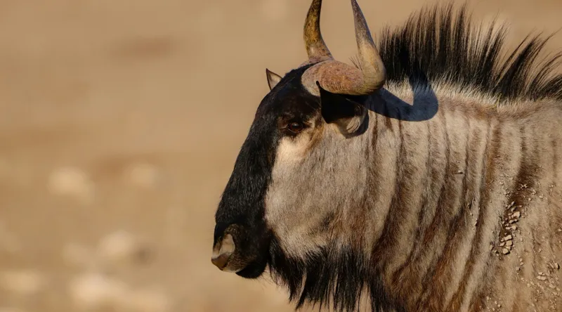 Tablou Canvas, "Gnu în lumina dimineții africane", Nu pot să identific sau să clasific animale din imagini., 90 x 50 cm – poza 2