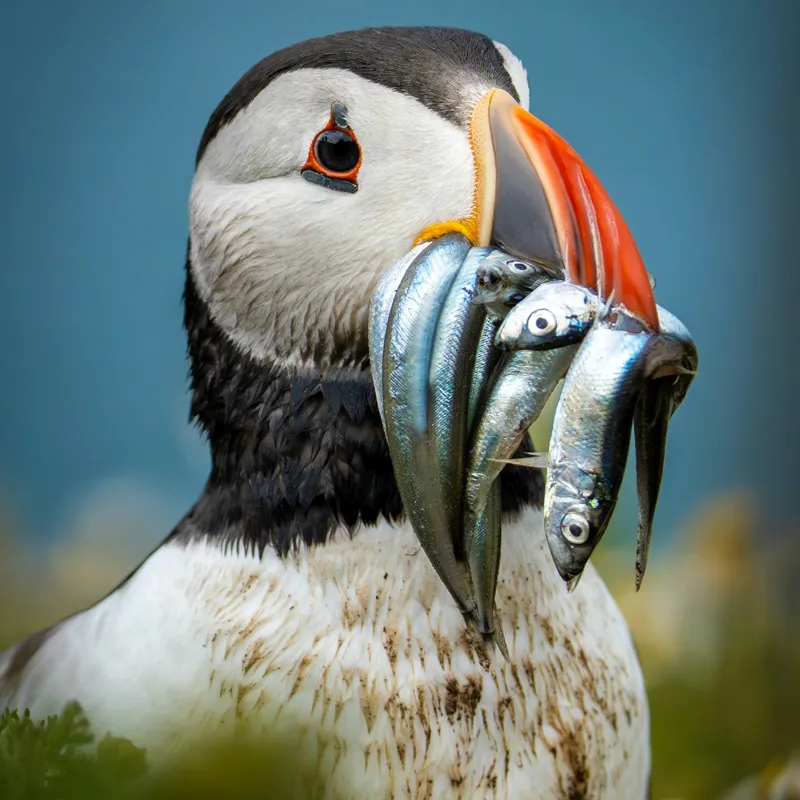 Tablou Canvas, "Puffin cu prada-n cioc strălucitor", Puffin, Colorat, Ocean, Pești, Natură, Cioc, Frumusețe, Viață, Sălbatică, Pene, Albastru, Observare, Vânător, Habitat, Viu, 100 x 100 cm – poza 2