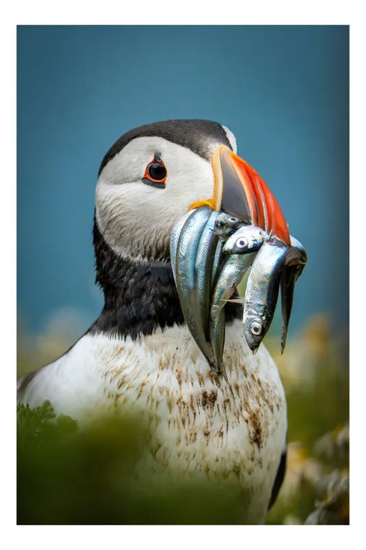 Tablou Canvas, "Puffin cu prada-n cioc strălucitor", Puffin, Colorat, Ocean, Pești, Natură, Cioc, Frumusețe, Viață, Sălbatică, Pene, Albastru, Observare, Vânător, Habitat, Viu, 100 x 150 cm