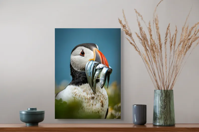 Tablou Canvas, "Puffin cu prada-n cioc strălucitor", Puffin, Colorat, Ocean, Pești, Natură, Cioc, Frumusețe, Viață, Sălbatică, Pene, Albastru, Observare, Vânător, Habitat, Viu, 39 x 54 cm – poza 3