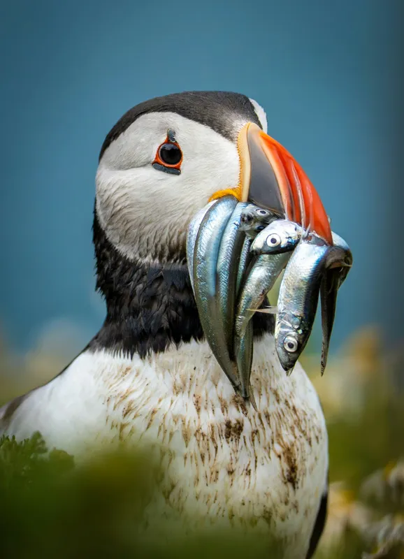 Tablou Canvas, "Puffin cu prada-n cioc strălucitor", Puffin, Colorat, Ocean, Pești, Natură, Cioc, Frumusețe, Viață, Sălbatică, Pene, Albastru, Observare, Vânător, Habitat, Viu, 39 x 54 cm – poza 2