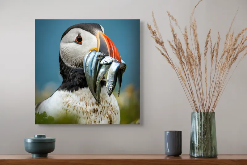 Tablou Canvas, "Puffin cu prada-n cioc strălucitor", Puffin, Colorat, Ocean, Pești, Natură, Cioc, Frumusețe, Viață, Sălbatică, Pene, Albastru, Observare, Vânător, Habitat, Viu, 50 x 50 cm – poza 4