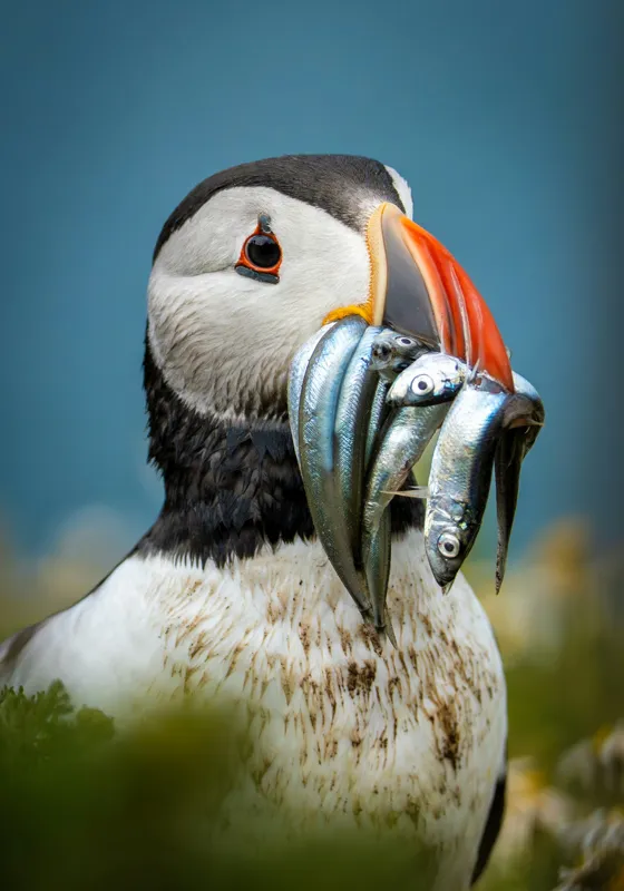 Tablou Canvas, "Puffin cu prada-n cioc strălucitor", Puffin, Colorat, Ocean, Pești, Natură, Cioc, Frumusețe, Viață, Sălbatică, Pene, Albastru, Observare, Vânător, Habitat, Viu, 70 x 100 cm – poza 2