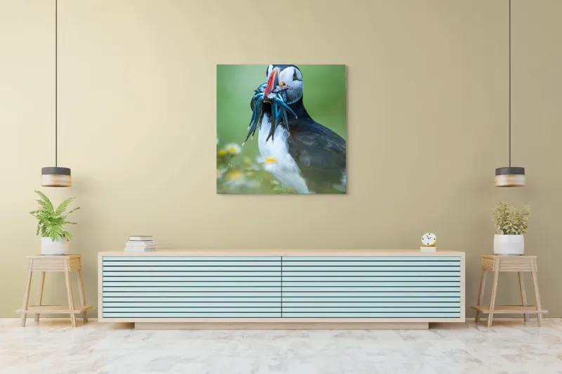 Tablou Canvas, "Puffin cu prada în ciocul colorat", Puffin, Pește, Natură, Viu, Viu, Colorat, Dinamic, Ținută, Pradă, Verde, Claritate, Ochi., 100 x 100 cm – poza 5