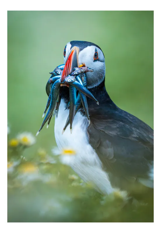 Tablou Canvas, "Puffin cu prada în ciocul colorat", Puffin, Pește, Natură, Viu, Viu, Colorat, Dinamic, Ținută, Pradă, Verde, Claritate, Ochi., 26 x 39 cm