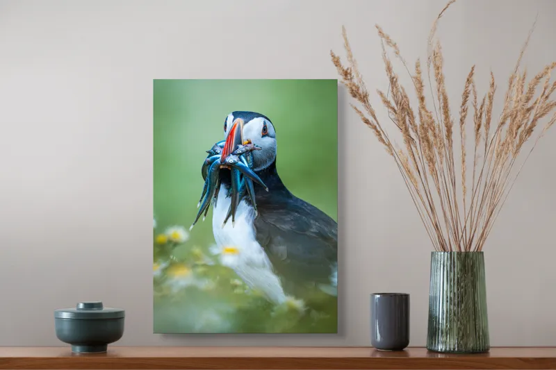 Tablou Canvas, "Puffin cu prada în ciocul colorat", Puffin, Pește, Natură, Viu, Viu, Colorat, Dinamic, Ținută, Pradă, Verde, Claritate, Ochi., 39 x 54 cm – poza 3