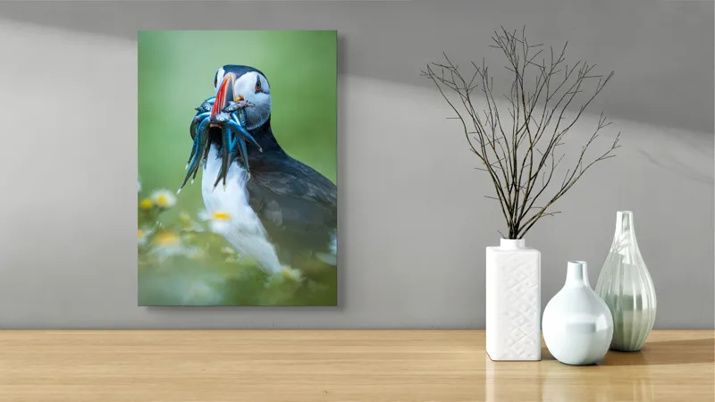 Tablou Canvas, "Puffin cu prada în ciocul colorat", Puffin, Pește, Natură, Viu, Viu, Colorat, Dinamic, Ținută, Pradă, Verde, Claritate, Ochi., 39 x 54 cm – poza 4