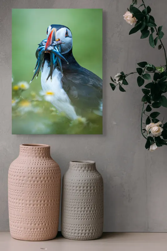 Tablou Canvas, "Puffin cu prada în ciocul colorat", Puffin, Pește, Natură, Viu, Viu, Colorat, Dinamic, Ținută, Pradă, Verde, Claritate, Ochi., 39 x 54 cm – poza 6