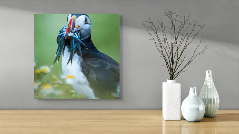 Tablou Canvas, "Puffin cu prada în ciocul colorat", Puffin, Pește, Natură, Viu, Viu, Colorat, Dinamic, Ținută, Pradă, Verde, Claritate, Ochi., 50 x 50 cm – poza 3