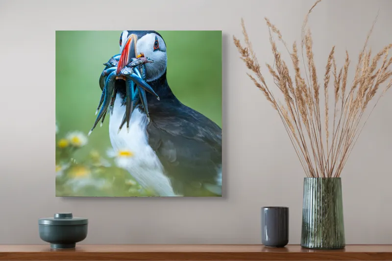 Tablou Canvas, "Puffin cu prada în ciocul colorat", Puffin, Pește, Natură, Viu, Viu, Colorat, Dinamic, Ținută, Pradă, Verde, Claritate, Ochi., 50 x 50 cm – poza 4