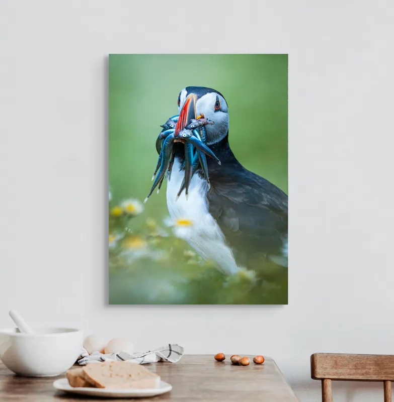 Tablou Canvas, "Puffin cu prada în ciocul colorat", Puffin, Pește, Natură, Viu, Viu, Colorat, Dinamic, Ținută, Pradă, Verde, Claritate, Ochi., 50 x 70 cm – poza 3