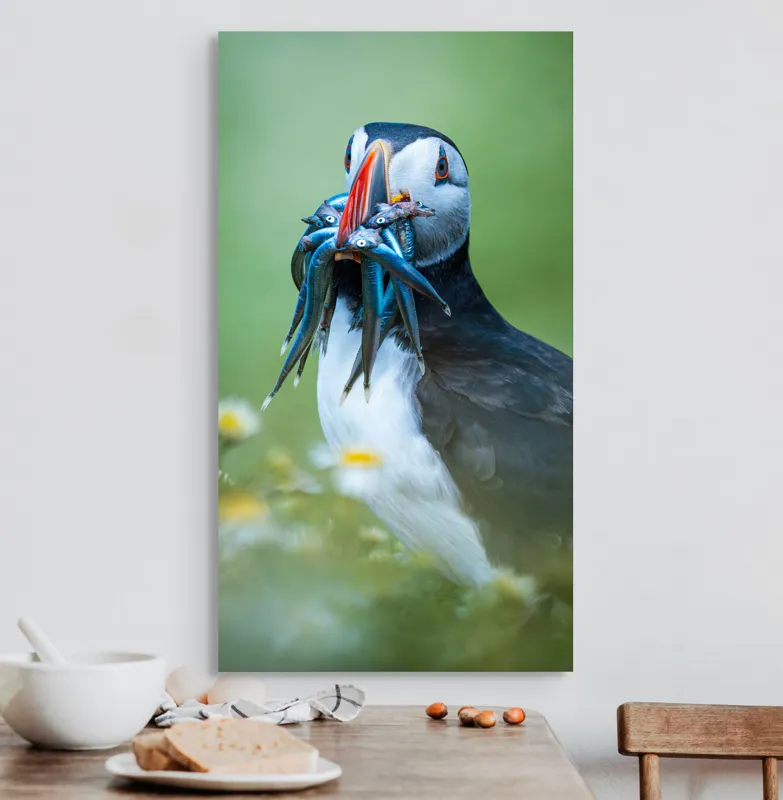 Tablou Canvas, "Puffin cu prada în ciocul colorat", Puffin, Pește, Natură, Viu, Viu, Colorat, Dinamic, Ținută, Pradă, Verde, Claritate, Ochi., 50 x 90 cm – poza 3