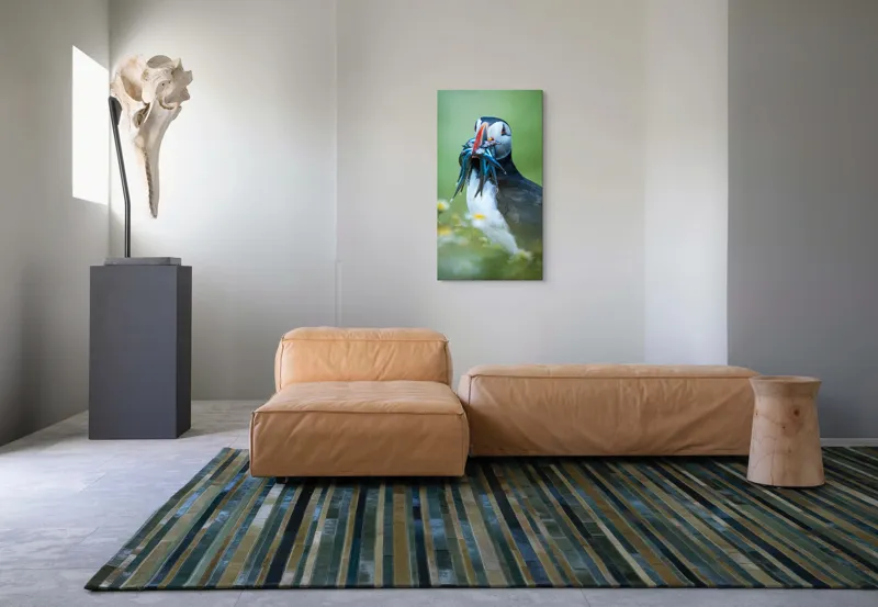 Tablou Canvas, "Puffin cu prada în ciocul colorat", Puffin, Pește, Natură, Viu, Viu, Colorat, Dinamic, Ținută, Pradă, Verde, Claritate, Ochi., 50 x 90 cm – poza 5