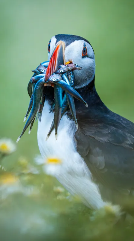 Tablou Canvas, "Puffin cu prada în ciocul colorat", Puffin, Pește, Natură, Viu, Viu, Colorat, Dinamic, Ținută, Pradă, Verde, Claritate, Ochi., 50 x 90 cm – poza 2